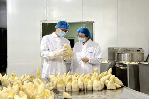 搶鮮出海 畬鄉(xiāng)筍罐頭走俏西班牙，傳統(tǒng)食品打開國際新銷路